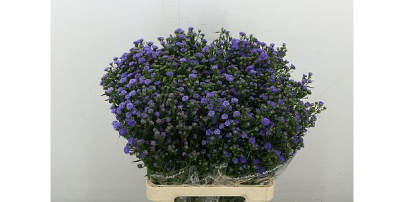 Aster  Blue Master 70 cm A1