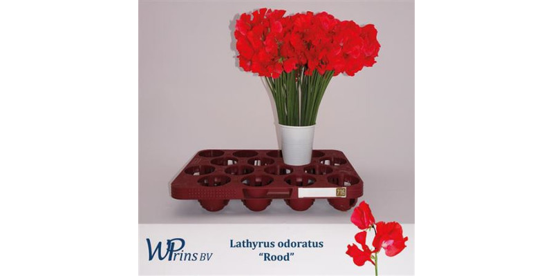 Lathyrus Odor Ov Rood 40cm A1