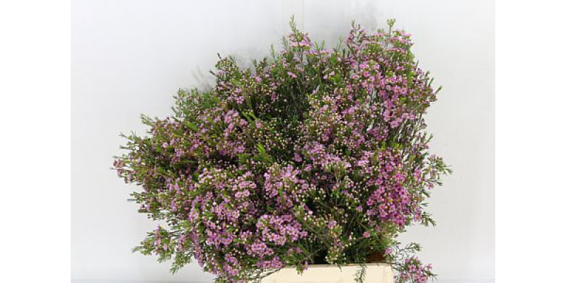 Chame Wendy Rose 60cm A1