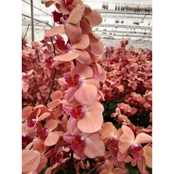 Orchid Phal Asian Coral Tak 9+ 65 cm A1