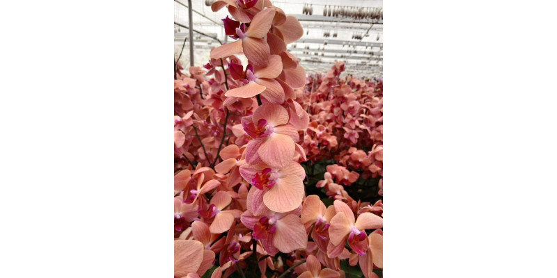 Orchid Phal Asian Coral Tak 9+ 65 cm A1