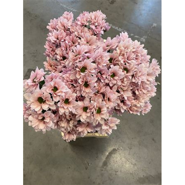 Chrysanthemums T Ov Dubbel Roze Water 60cm A1