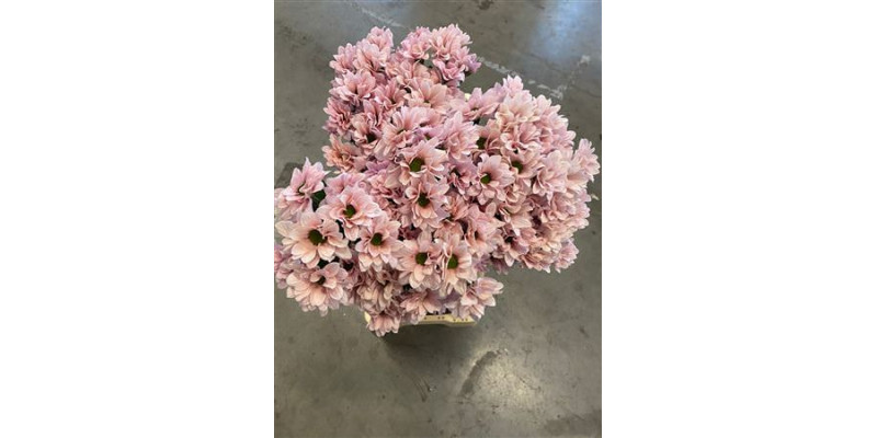 Chrysanthemums T Ov Dubbel Roze Water 60cm A1