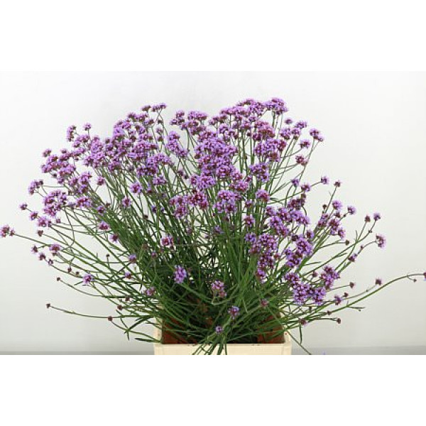 Verbena 80cm A1