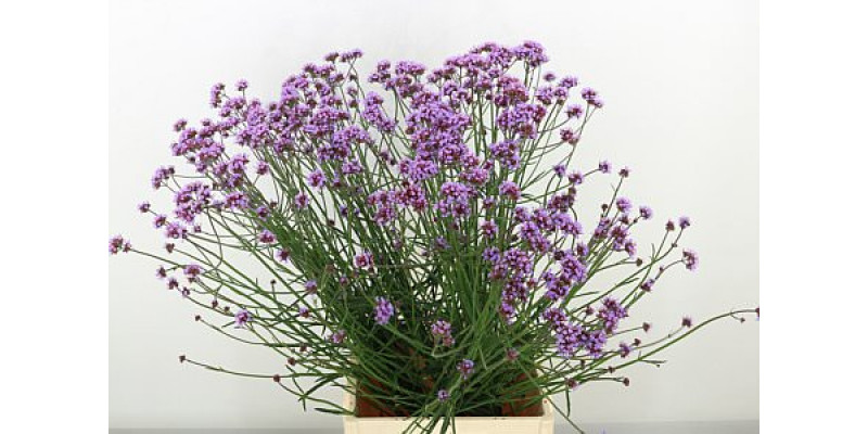 Verbena 80cm A1