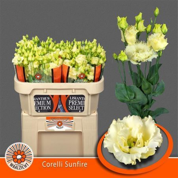 Lisianthus G Corelli Sunfir 70cm A1