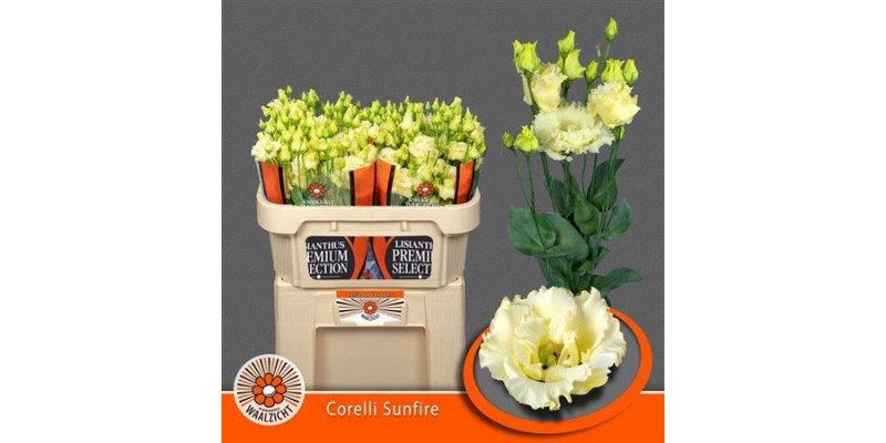 Lisianthus G Corelli Sunfir 70cm A1