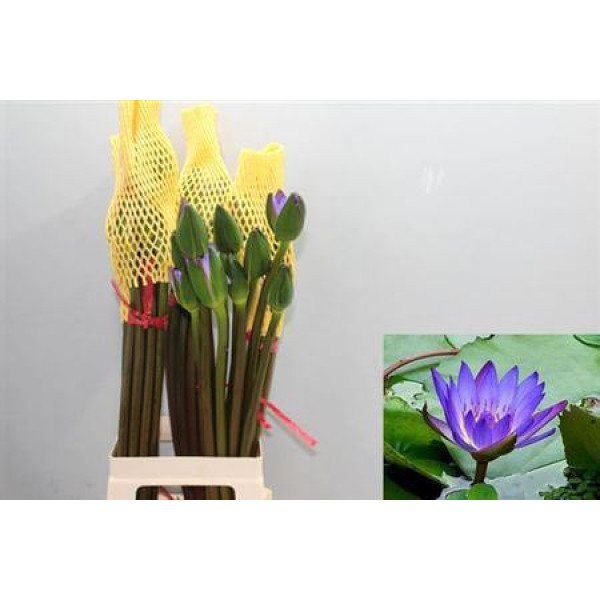 Nymphaea Blue 60 cm A1