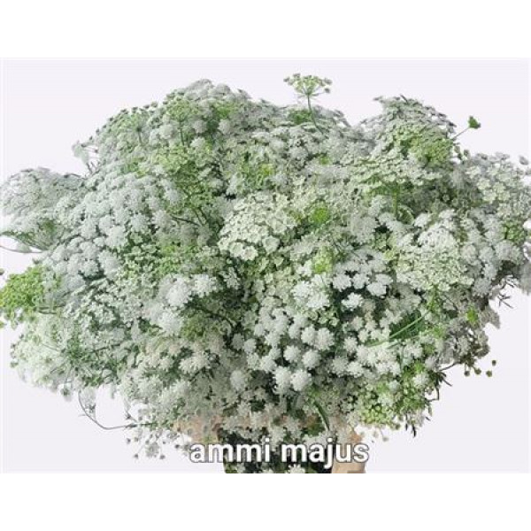 Ammi Majus Graceland Pbs 70cm A1