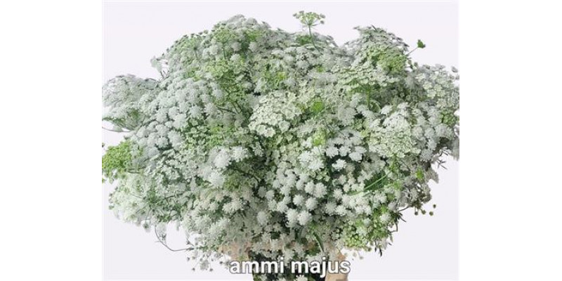 Ammi Majus Graceland Pbs 70cm A1