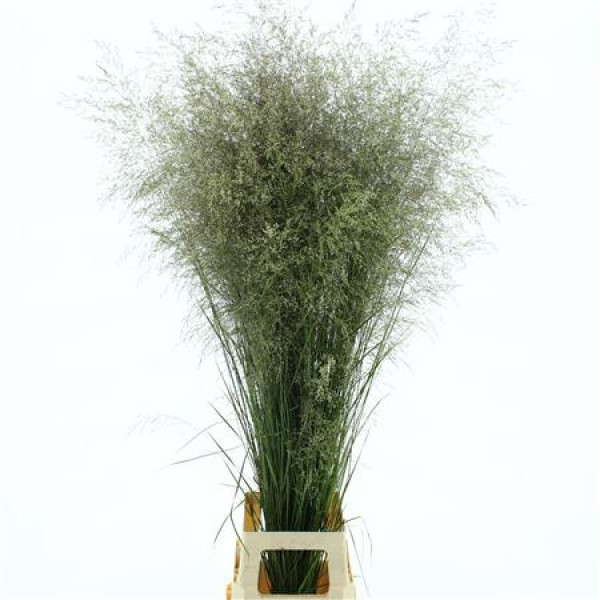 Deschampsia Brons 130cm A1