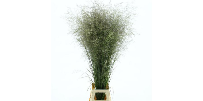 Deschampsia Brons 130cm A1