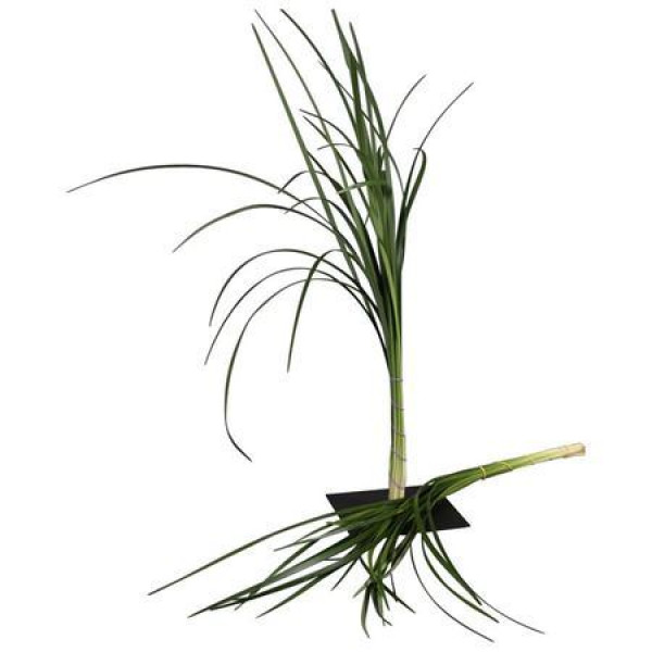 Lilygrass 80cm A1