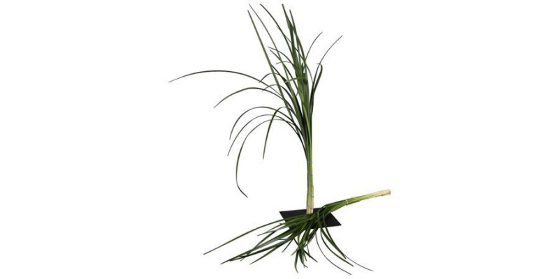 Lilygrass 80cm A1