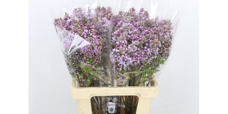 Lilac - Lilac - Syringa Dark Koster Blue 2 Kop 80cm 2T Col-Purple