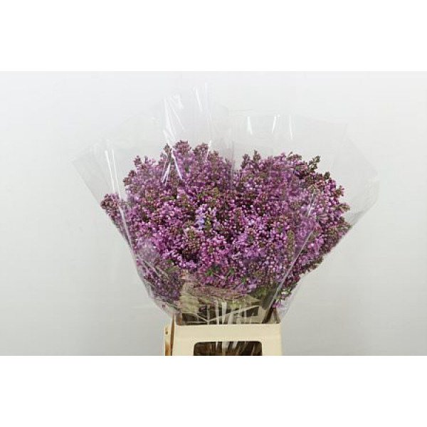 Lilac - Syringa V Dark Koster 4+ 70cm A1