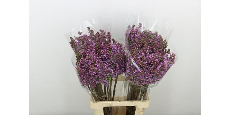 Lilac - Syringa V Dark Koster 2Plus 70cm A1