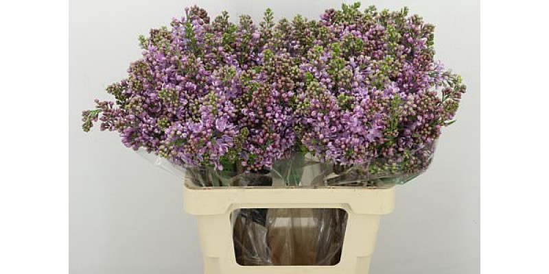 Lilac - Syringa V Dark Koster 2Plus 60cm A1