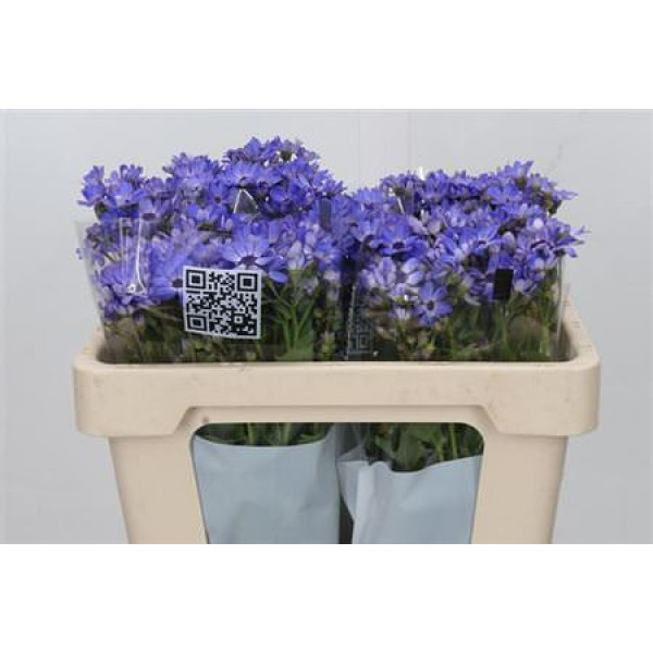 Pericallis Blue 50cm A1