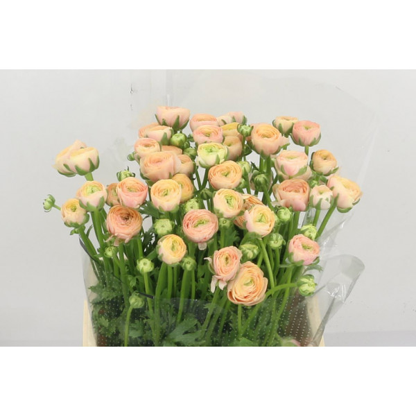 Ranunculus Kl Candy Xxl 40 A1Red