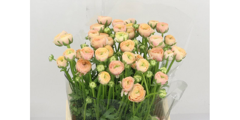 Ranunculus Kl Candy Xxl 40 A1Red