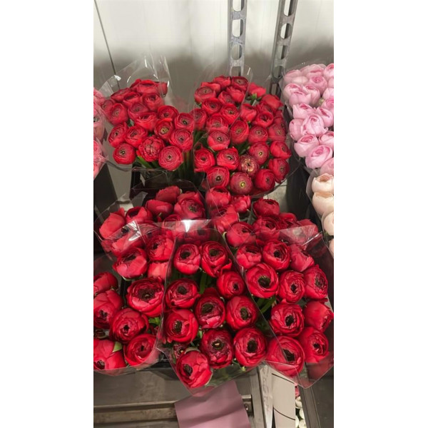 Ranunculus Kl Cyclamen Xxl 40 A1Red