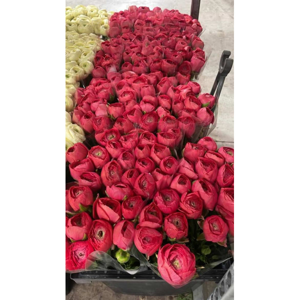 Ranunculus Kl Fuchsia Xxl 40 A1Red