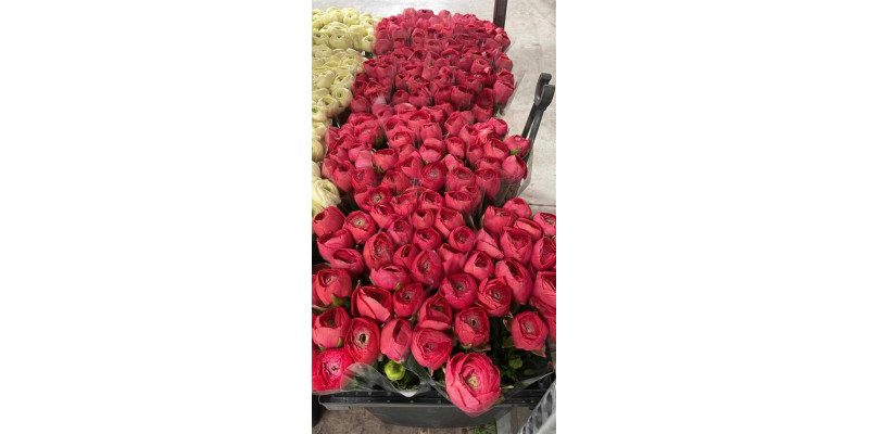 Ranunculus Kl Fuchsia Xxl 40 A1Red