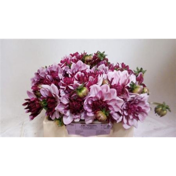 Dahlia Creme De Cassis 60cm A1