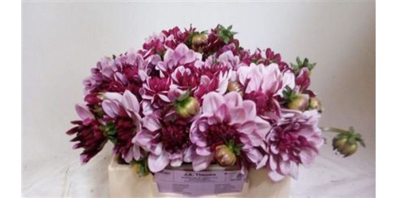 Dahlia Creme De Cassis 60cm A1