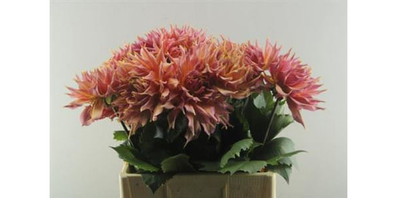 Dahlia Omega 60cm A1