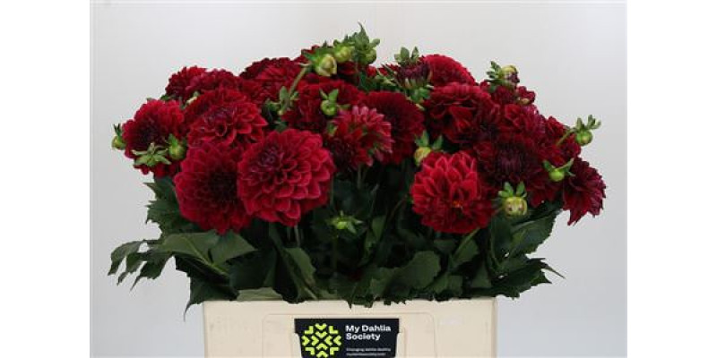 Dahlia Cognac Brandy 60 cm A1