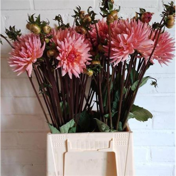 Dahlia Preference 50 cm A1