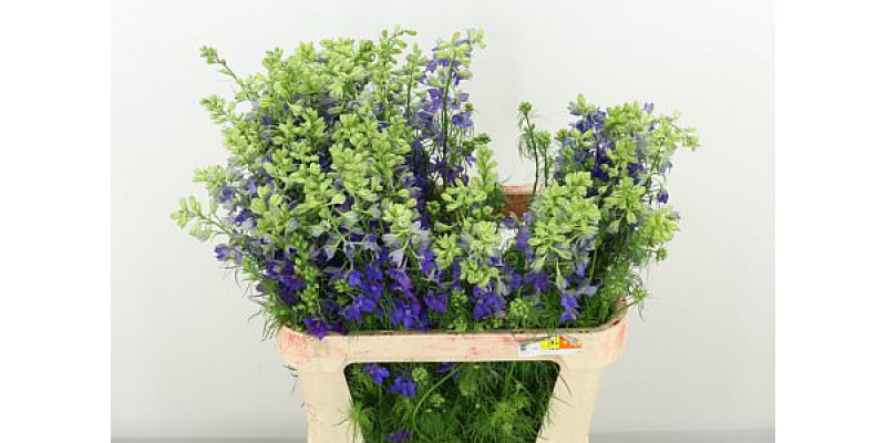 Delphinium Aj Ov Blauw 80cm A1