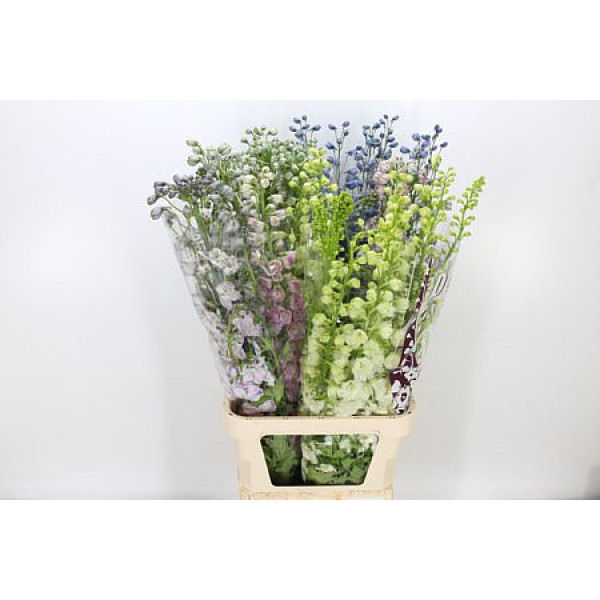 Delphinium Du Gem 110cm A1