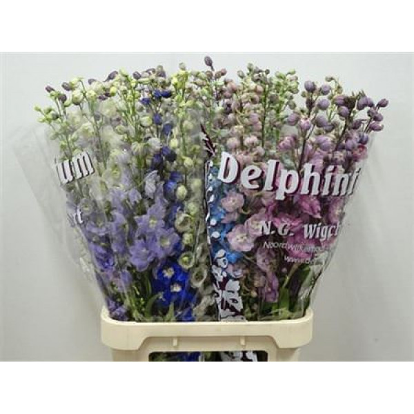 Delphinium Du Gem 95cm A1