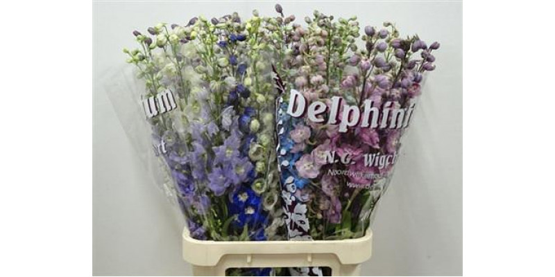 Delphinium Du Gem 95cm A1