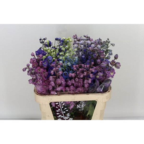 Delphinium Du Gem 80cm A1