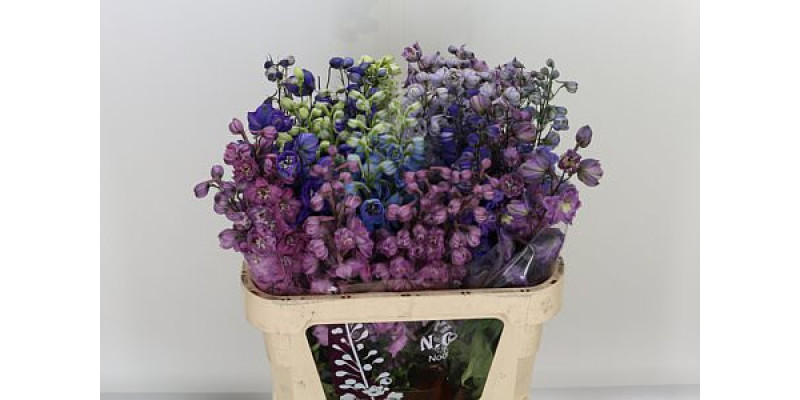 Delphinium Du Gem 80cm A1