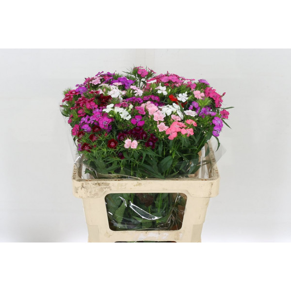 Dianthus Barb Gem 60cm A1 Col-Mixed