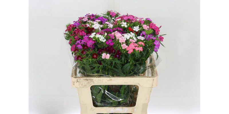 Dianthus Barb Gem 60cm A1 Col-Mixed