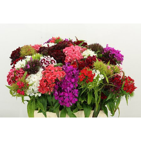 Dianthus Barb Gem Bos 40cm A1