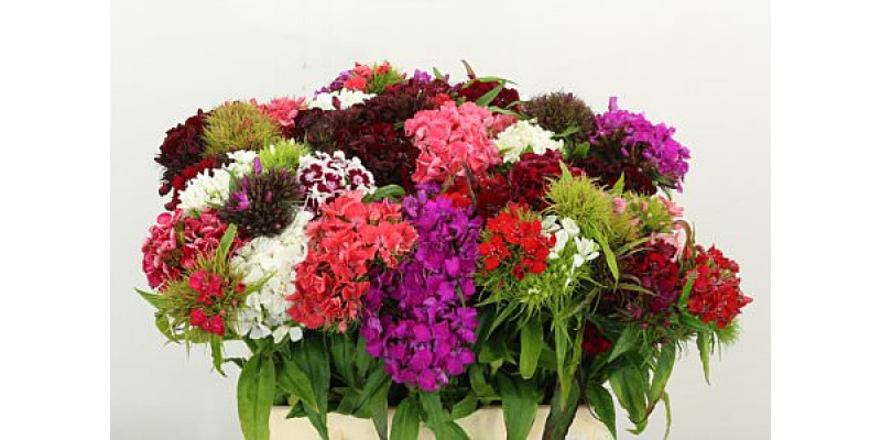 Dianthus Barb Gem Bos 40cm A1