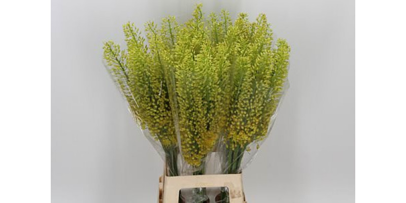 Eremurus Stenophyllu 80cm A1