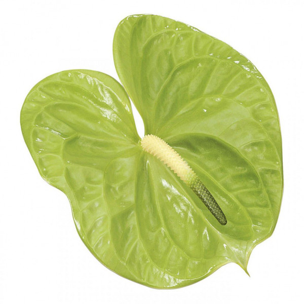 Anthurium Midori X12 12cm 12 Col-Green