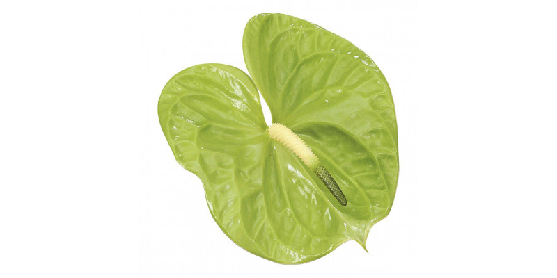 Anthurium Midori X12 12cm 12 Col-Green