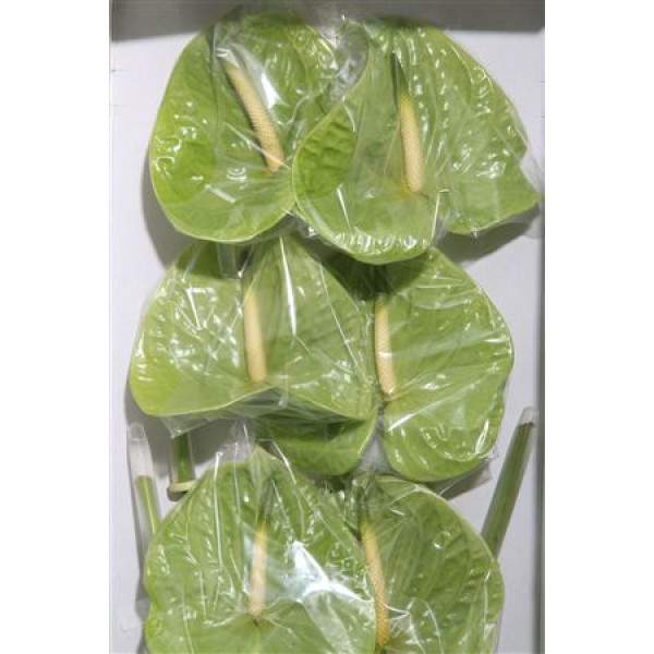 Anthurium Midori Half 6cm A1