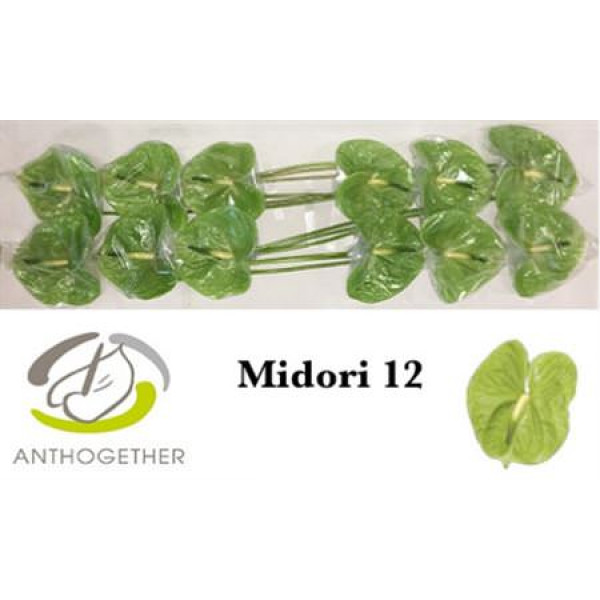 Anthurium A Midori 12 A1