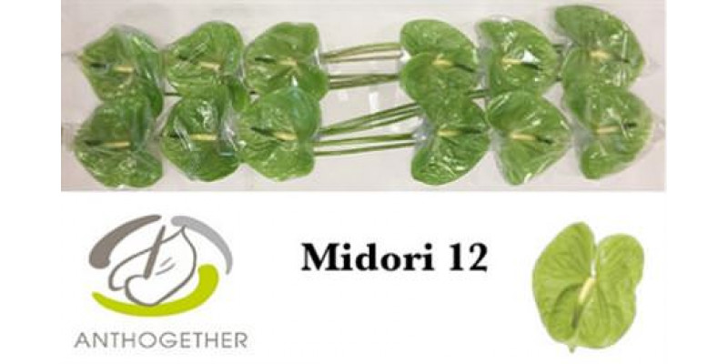 Anthurium A Midori 12 A1