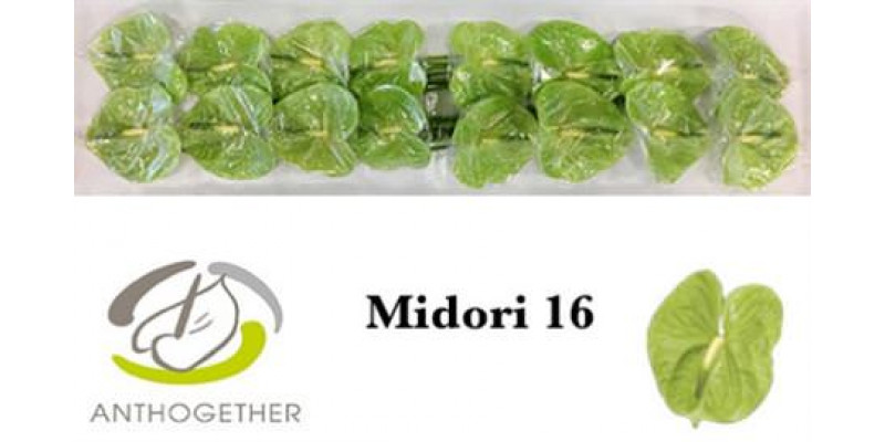 Anthurium A Midori 16  A1